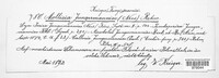 Mniaecia jungermanniae image
